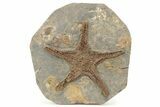 Very Detailed, Ordovician Fossil Starfish - Morocco #271432-1